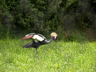 East African crowned crane #3