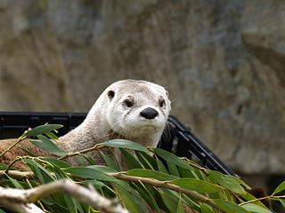 North american river otter