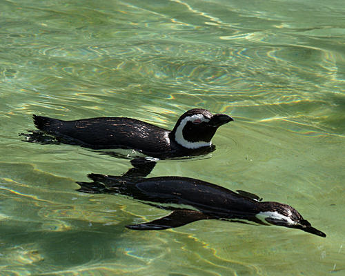 Magellanic penguin