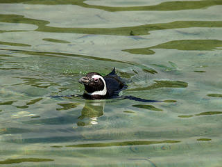 Magellanic penguin #4