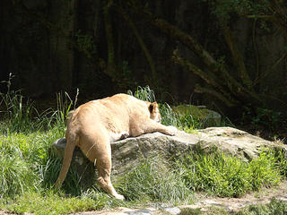 Sleeping lioness