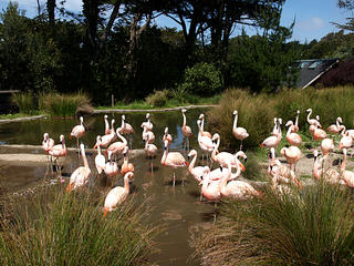 Pink flamingos
