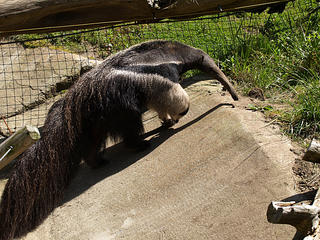 Giant anteater