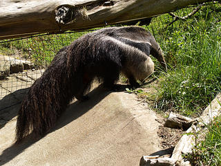 Giant anteater #2