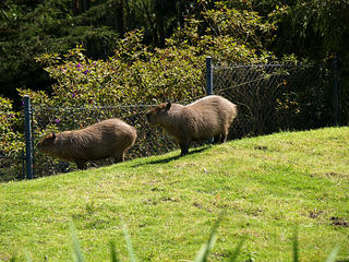 Capybara