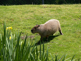 Capybara #2