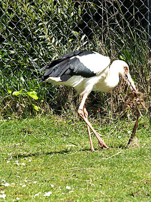 Maguari stork