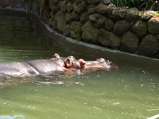 Hippopotamus