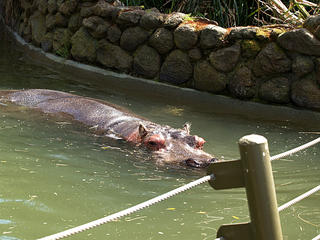 Hippopotamus #2