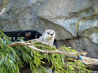 North american river otter #2