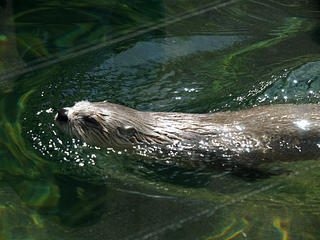 North american river otter #3