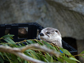 North american river otter #4