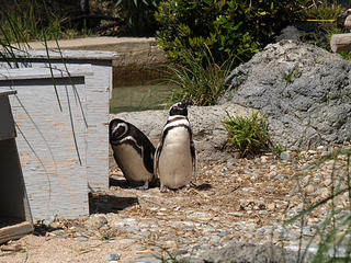 I just can't go through another day