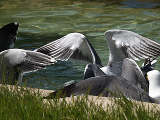 Seagull fight #3