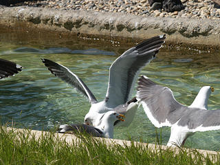 Seagull fight #4