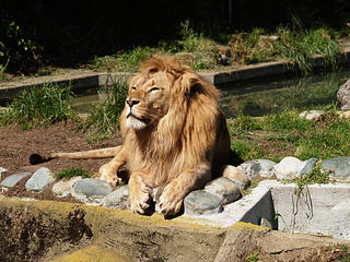 African lion