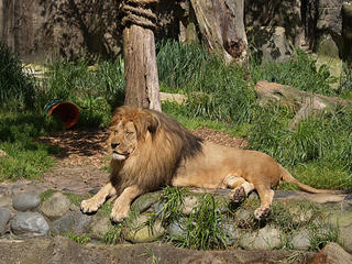 I am king, pay me homage