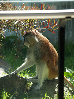 Patas monkey #2