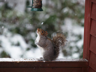 Should I jump for it?