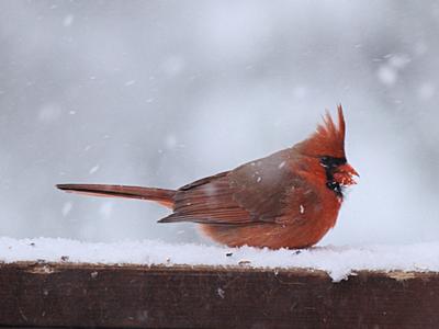 Cardinal in the snow
