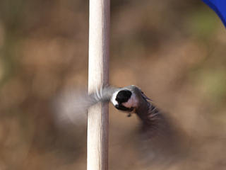 Fly chickadee, fly