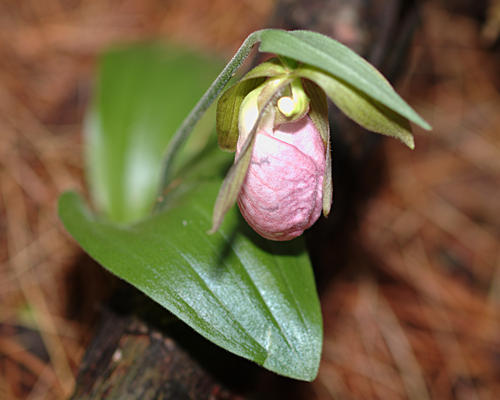 Pink ladyslipper