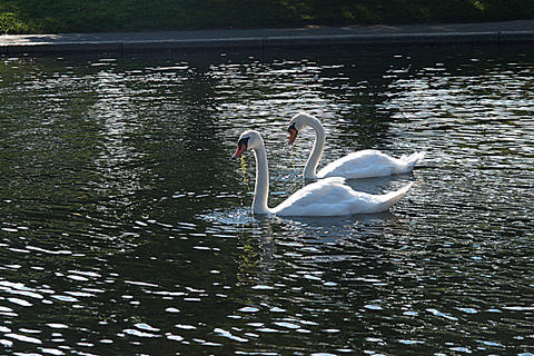 Swans