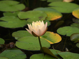 Water lily