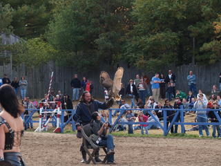 Knighthawk falcon show