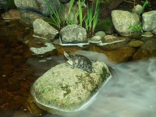 Photogenic turtle #2