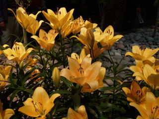 Lilies