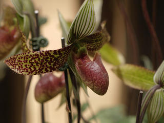 Ladyslipper #4