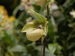 Ladyslipper #6