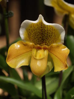 Ladyslipper #9