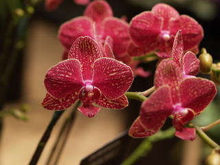 Moth Orchid