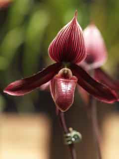 Ladyslipper #11