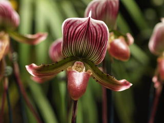 Ladyslipper #14