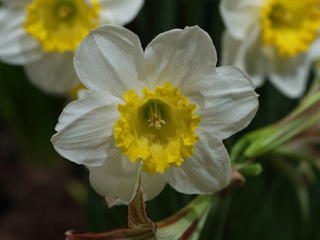 Yellow and white flower