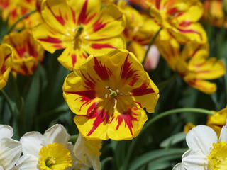 Yellow and red flower