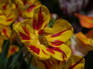 Yellow and red flower #2