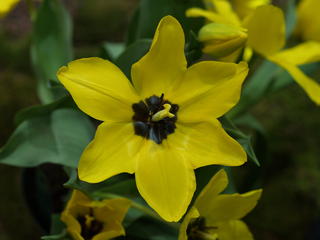 Yellow flower