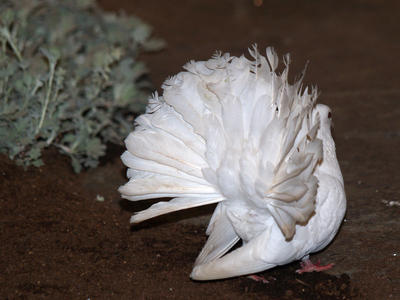 Fancy tailed pigeon #2