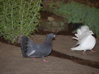 Fancy tailed pigeon #3
