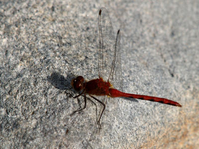 Dragonfly #3