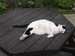 It's tough being the garden cat