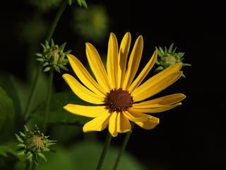 Yellow daisy
