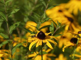 Insect on daisy