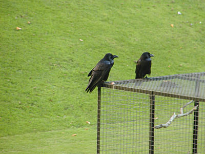 Ravens