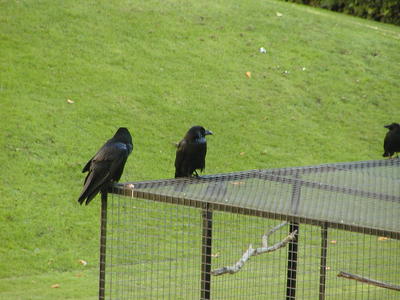 Ravens #2