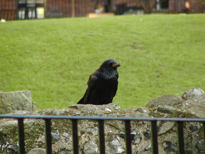 Raven